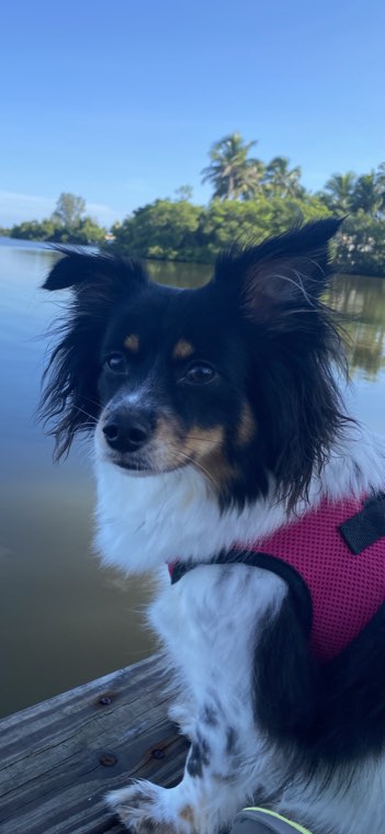 Maggie, a small black and white dog in a red life vest, sitting on a dock by the water.